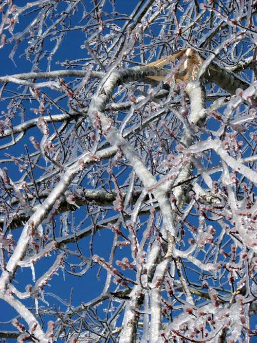 [Cookie+Day+icy+branches.jpg]