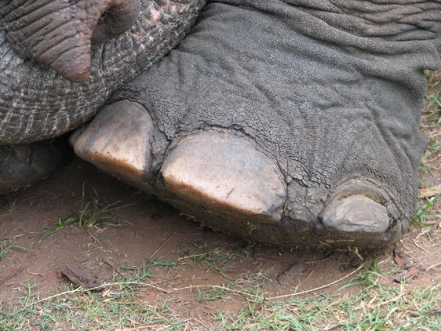 [elephant+foot.jpg]