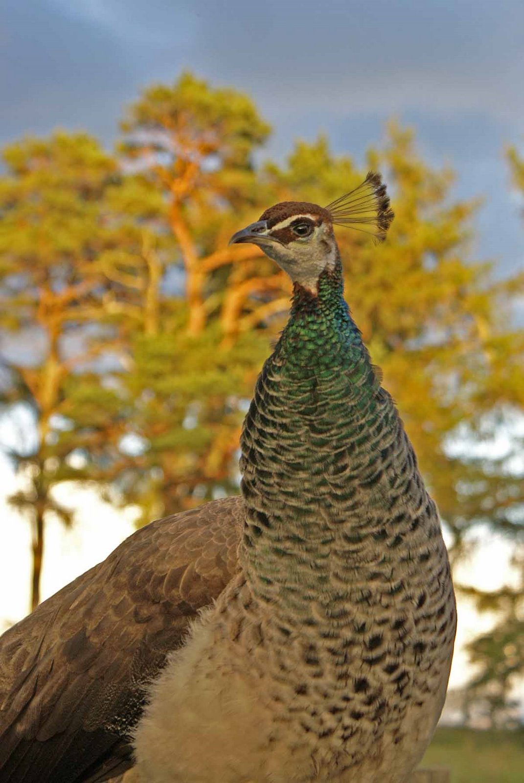 [peacock-female1.jpg]