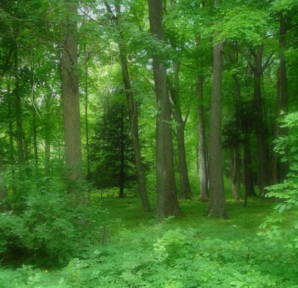 [gaeno+forest,+soft.jpg]