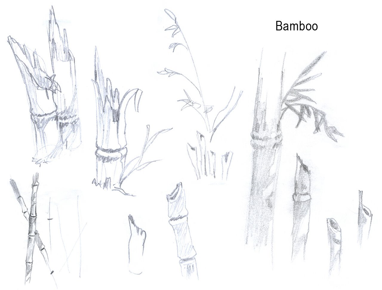 [research_0002_Bamboo.jpg]