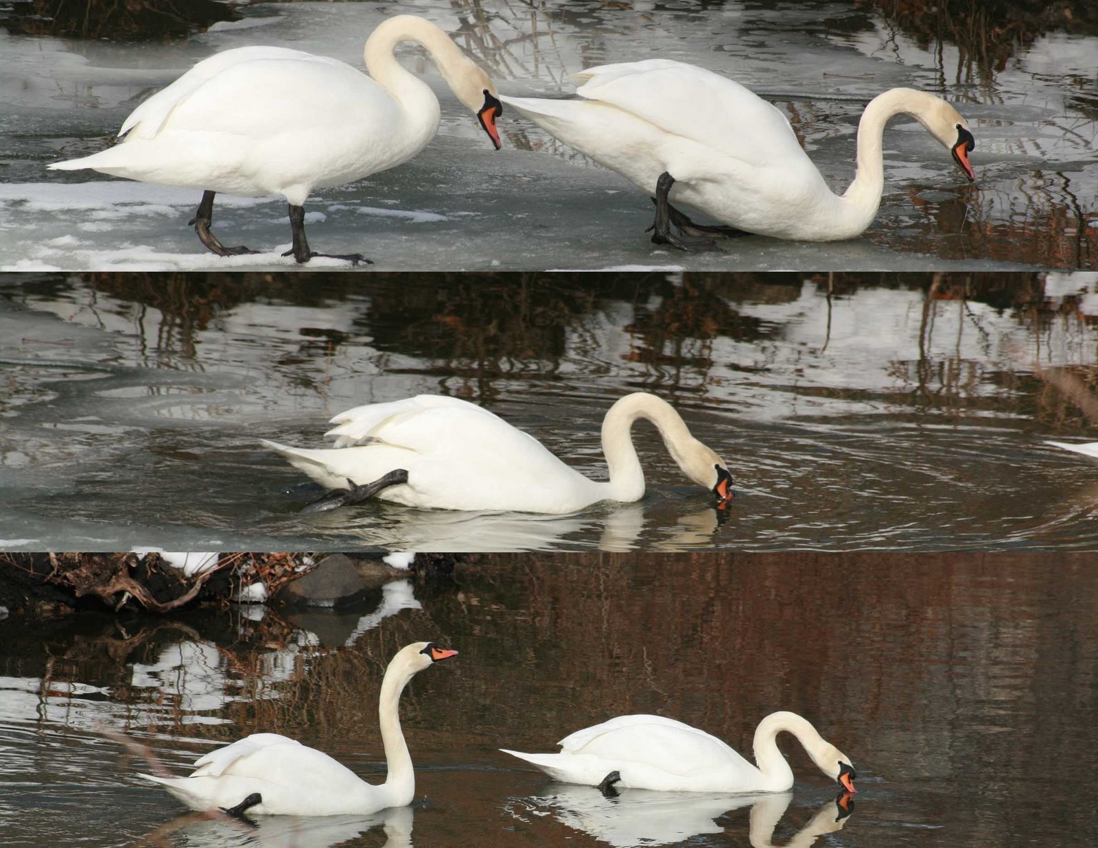 [Swan+isu+copy.jpg]