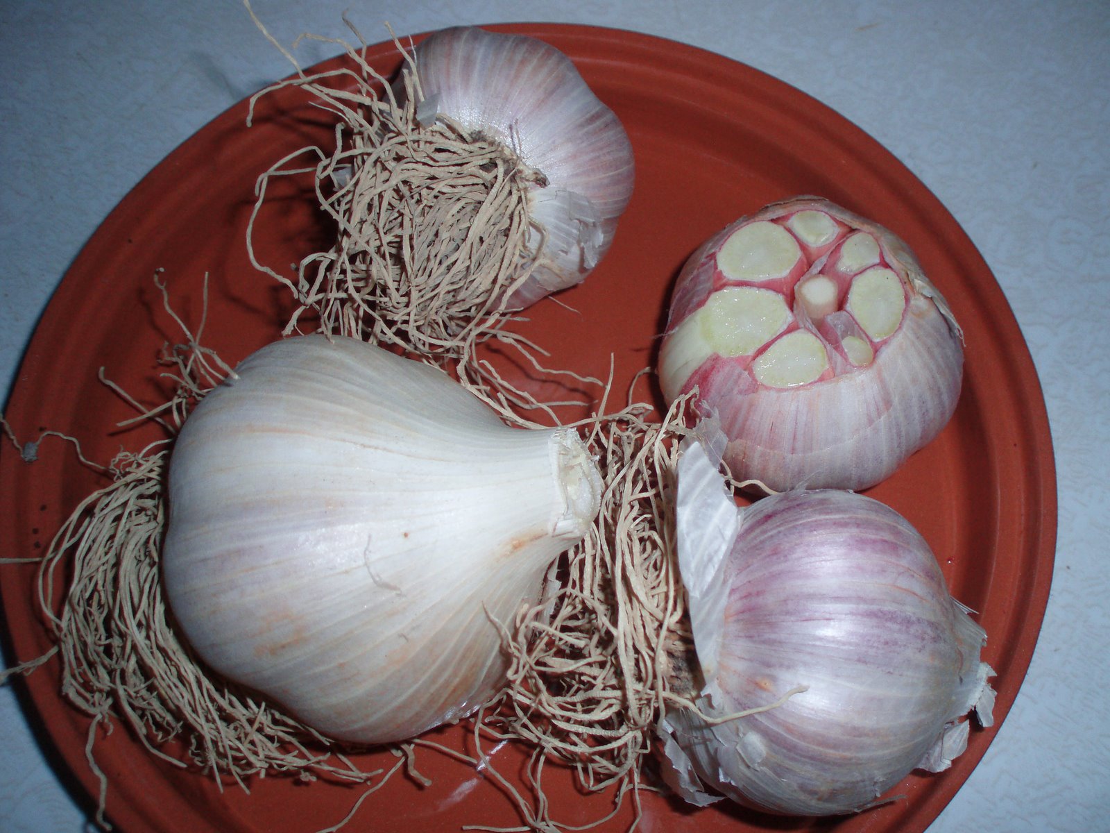 [garlic+(2).jpg]