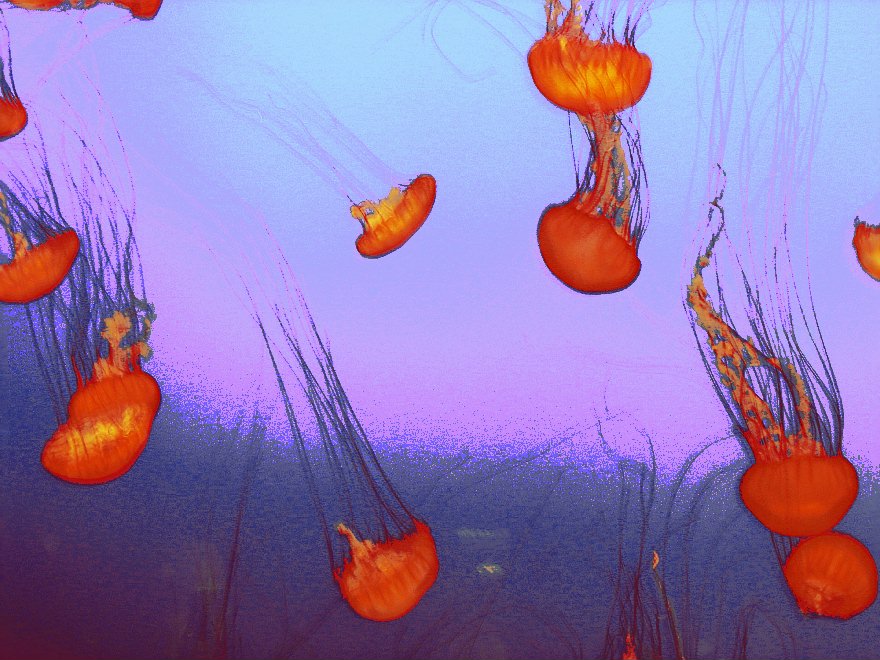 [jellyfish+2.jpg]