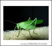 [grasshopptwo.jpg]