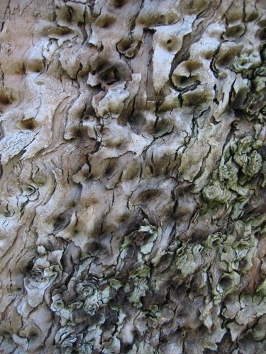 [Tree+Bark+Curly+(blog).JPG]