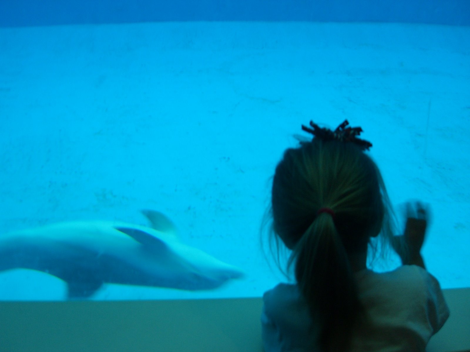 [Dolphin.JPG]