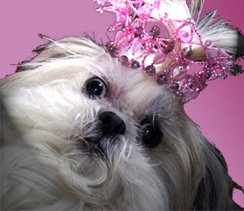 [Frannie-in-Pink-Crown.jpg]