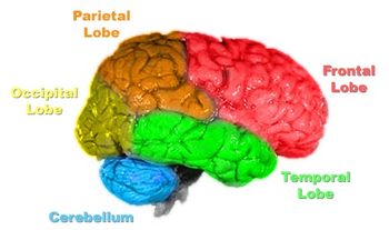 [350px-Brain-anatomy.jpg]