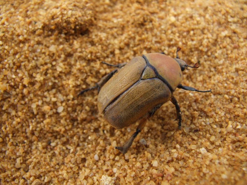 [Beetle.JPG]