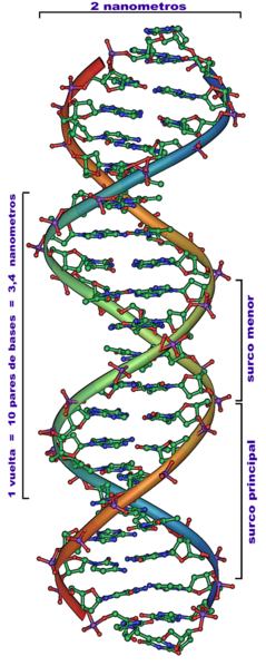 [239px-DNA_Overview_es.png]