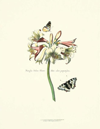 [3176C~Mariposas-y-flores-II-Posteres.jpg]