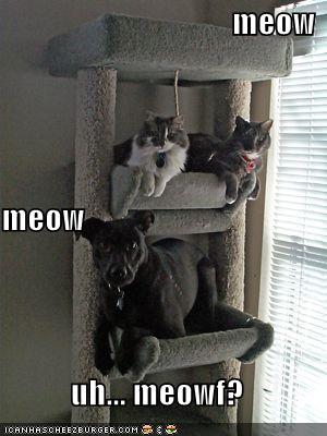 [funny-pictures-cats-house-dog-2.jpg]