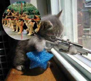 [sniper_kitten.jpg]