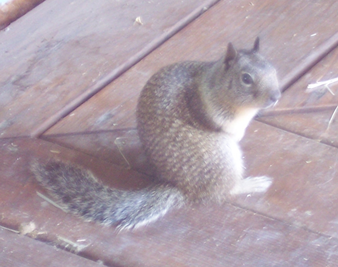 [Squirrel1.jpg]
