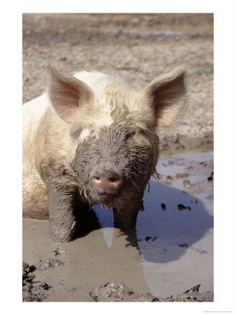 [Muddy+Pig.jpg]