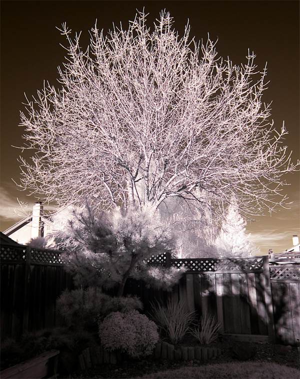 [backyard_tree.jpg]
