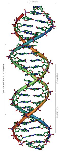 [239px-DNA_Overview.bmp]