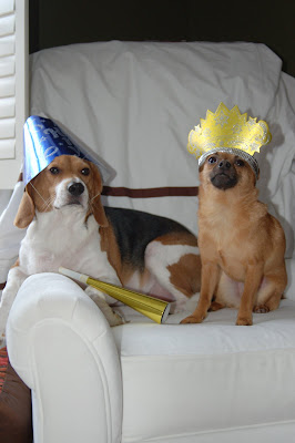 beagle and chihuahua in New Year's Eve hats