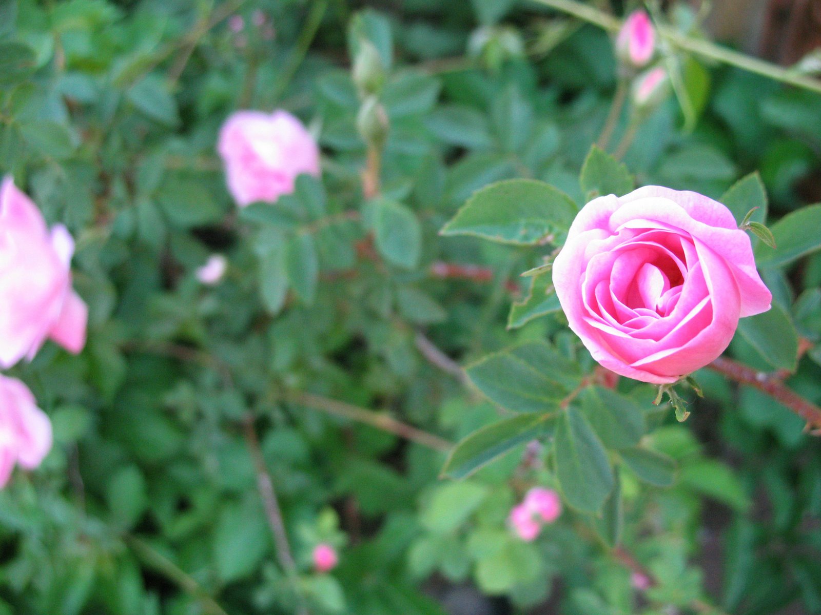 [rosey+pink.jpg]