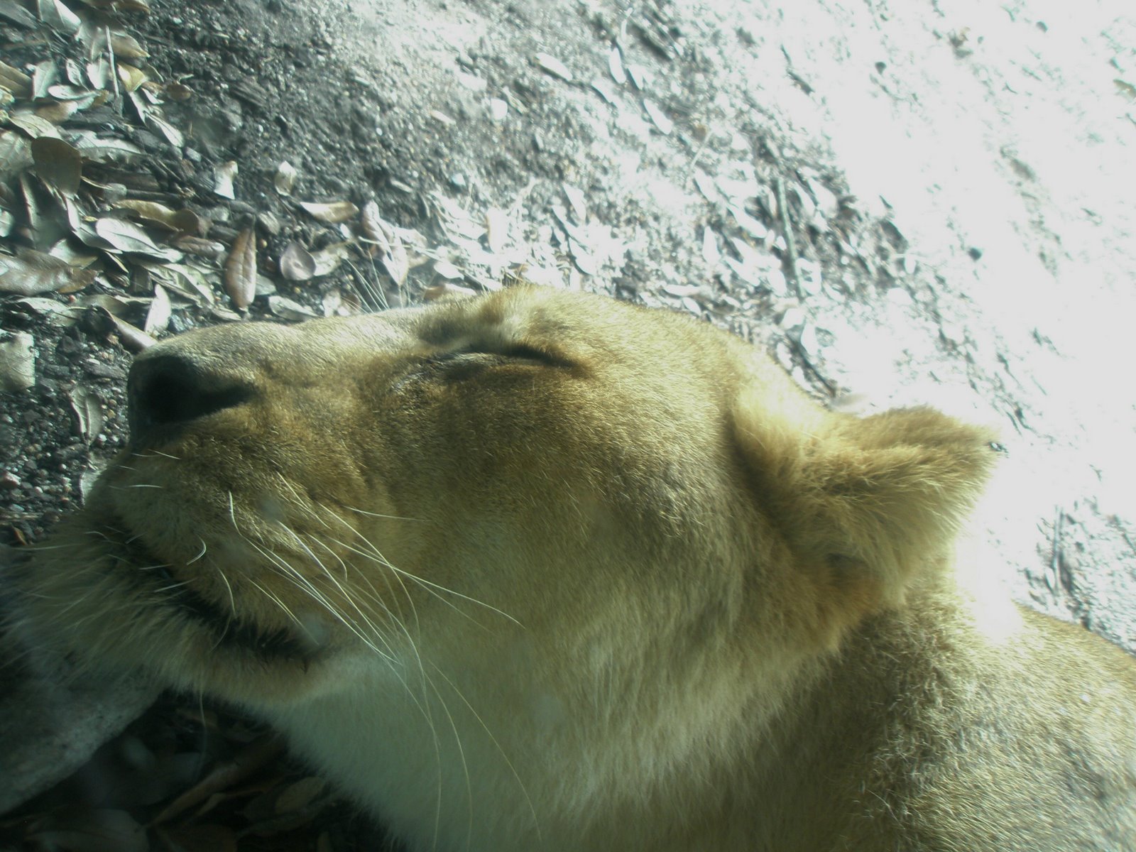 [Zoo+Lioness.jpg]