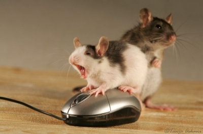 [mice1.jpg]