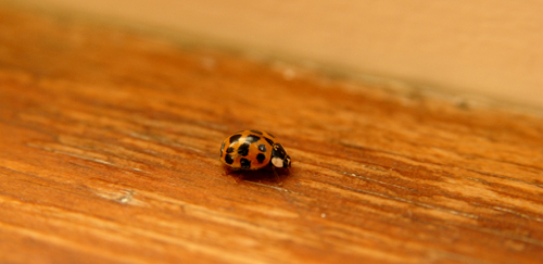 [0208_ladybugs_0005.jpg]