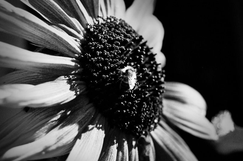 [black_and_white_sunflower.jpg]