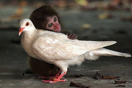 [monkey+bird.bmp]