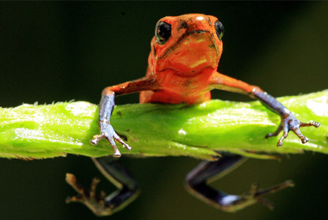 [frog_biodiversity_zoom.jpg]