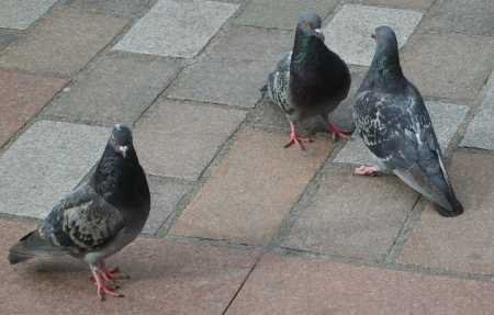 [pigeons.jpg]