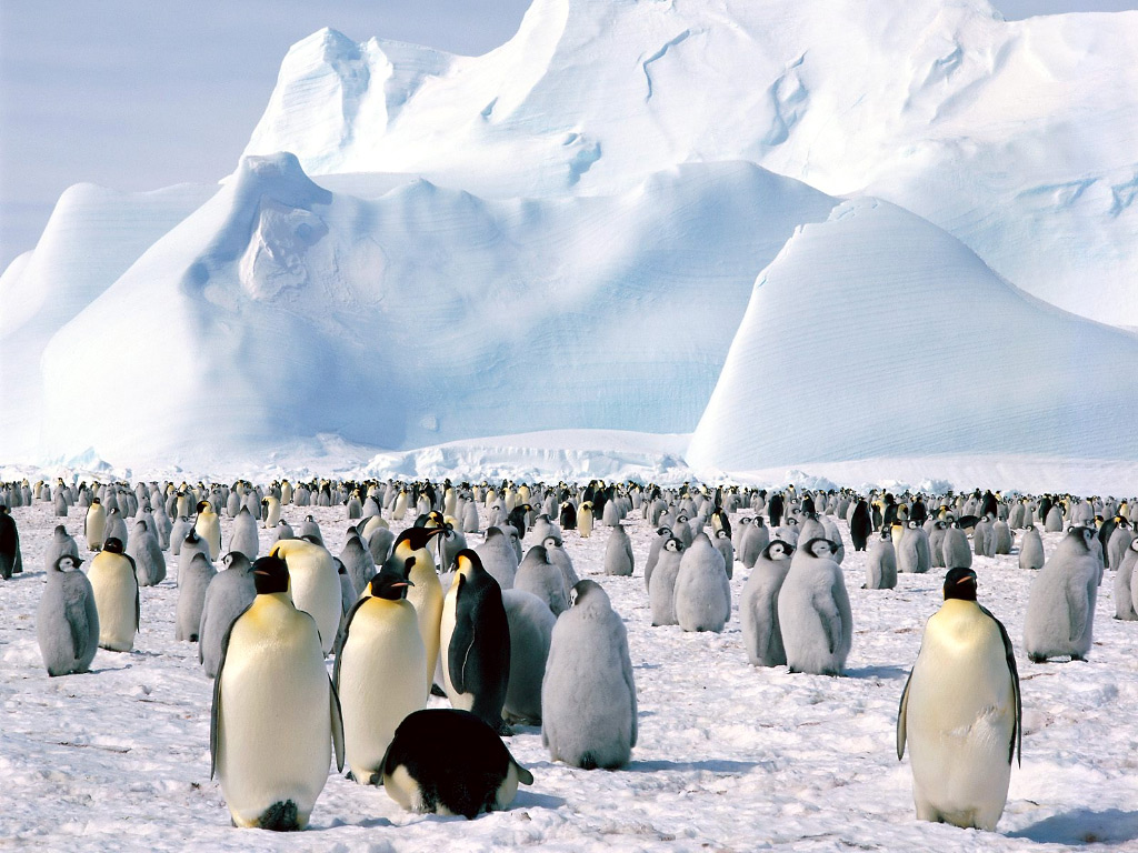 [Emperor_Penguins,_Weddell_Sea,_Antarctica.jpg]