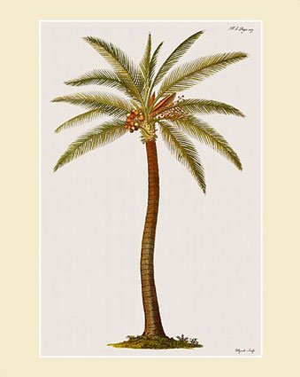 [Coconut-Palm-Tree-Giclee-Print-C11799383.jpeg]
