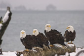 [pictures-of-eagles_MG1584.jpg]