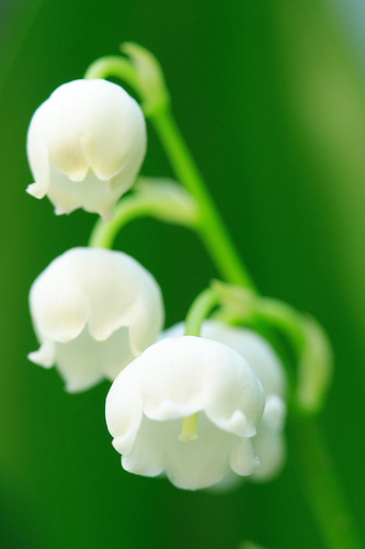 [Whiteflowers.jpg]