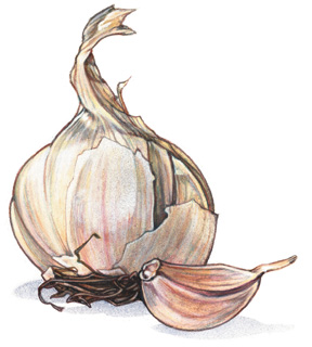 [garlic1.jpg]
