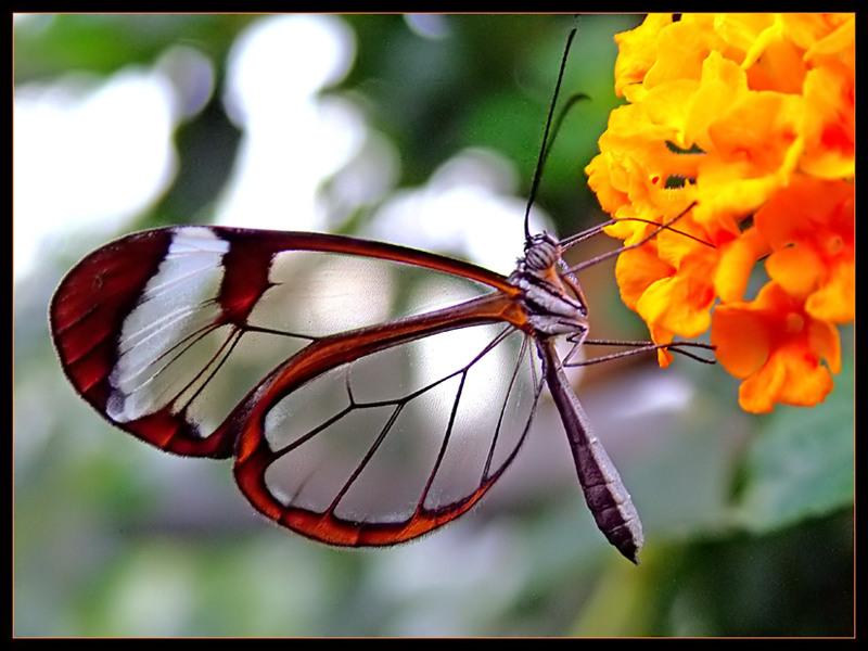 [glasswing+butterfly2.jpg]
