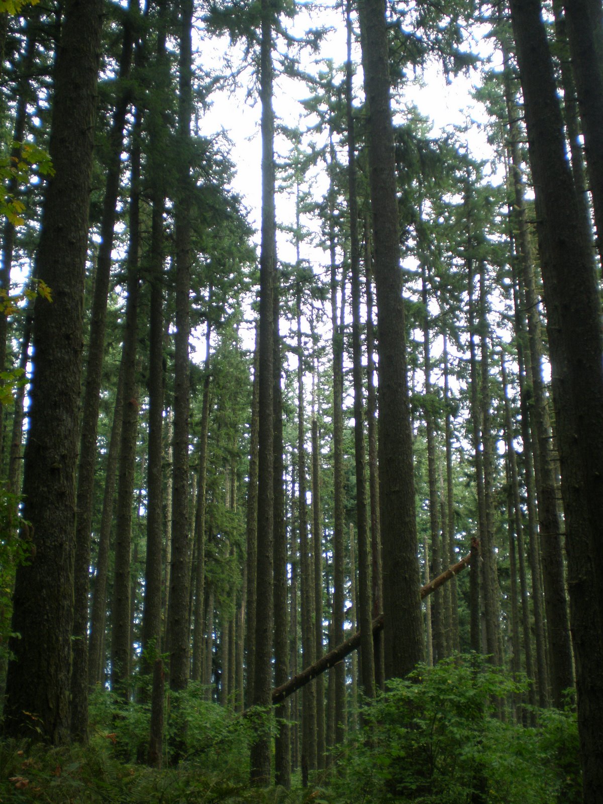 [tall+trees+Spencers+butte+14.JPG]
