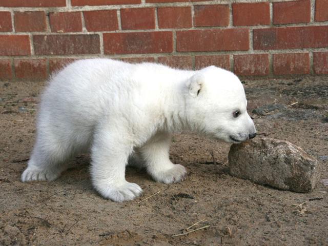 [Knut_cute_polar_bear_10.jpg]