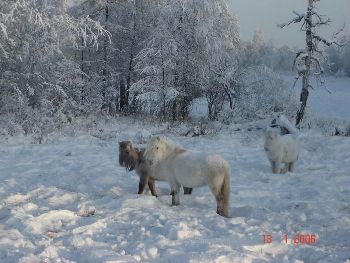 [Siberia_01-winter.jpg]