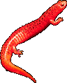 [salamander_red3_1c.gif]