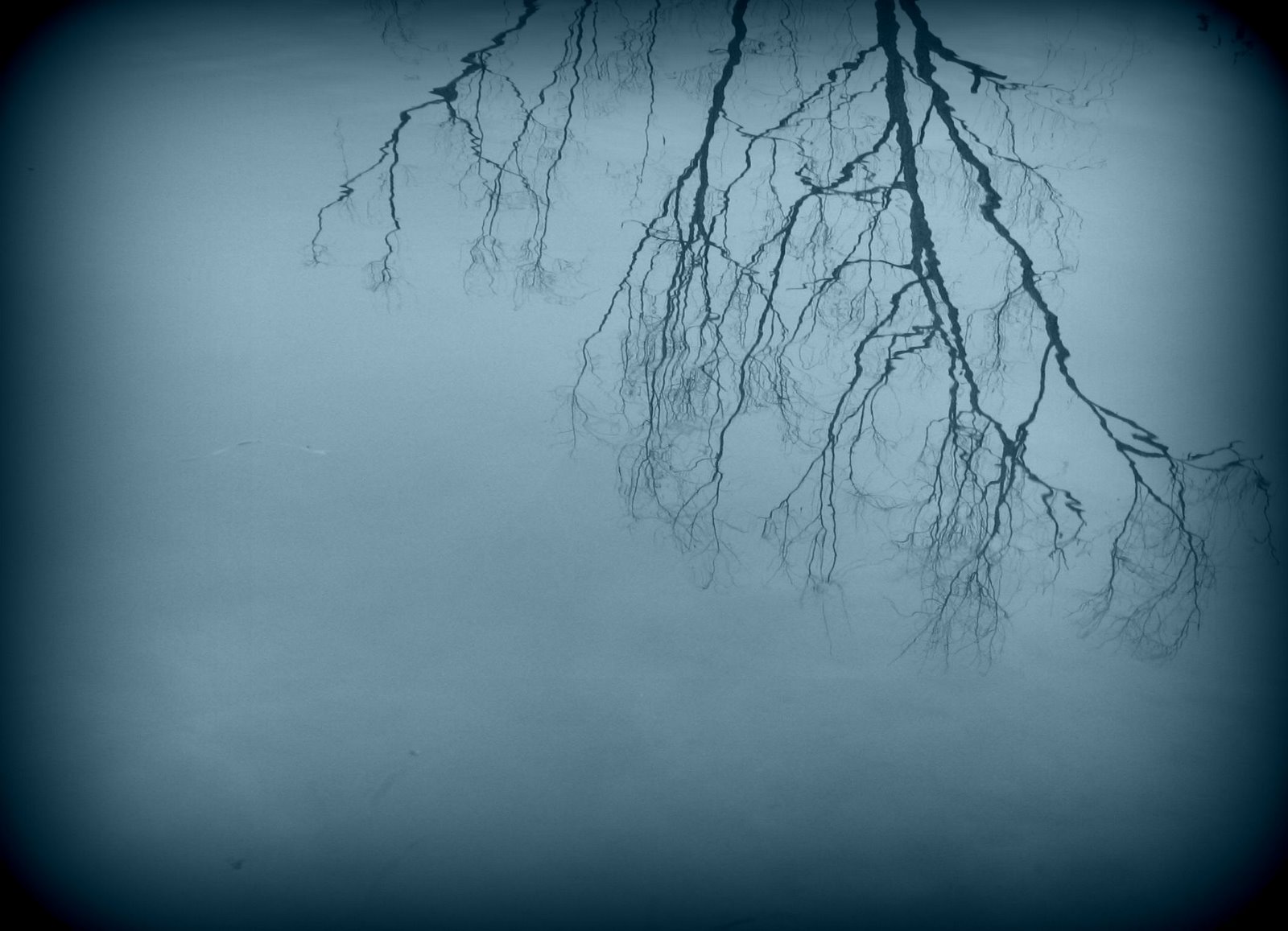 [tree+reflection.jpg]