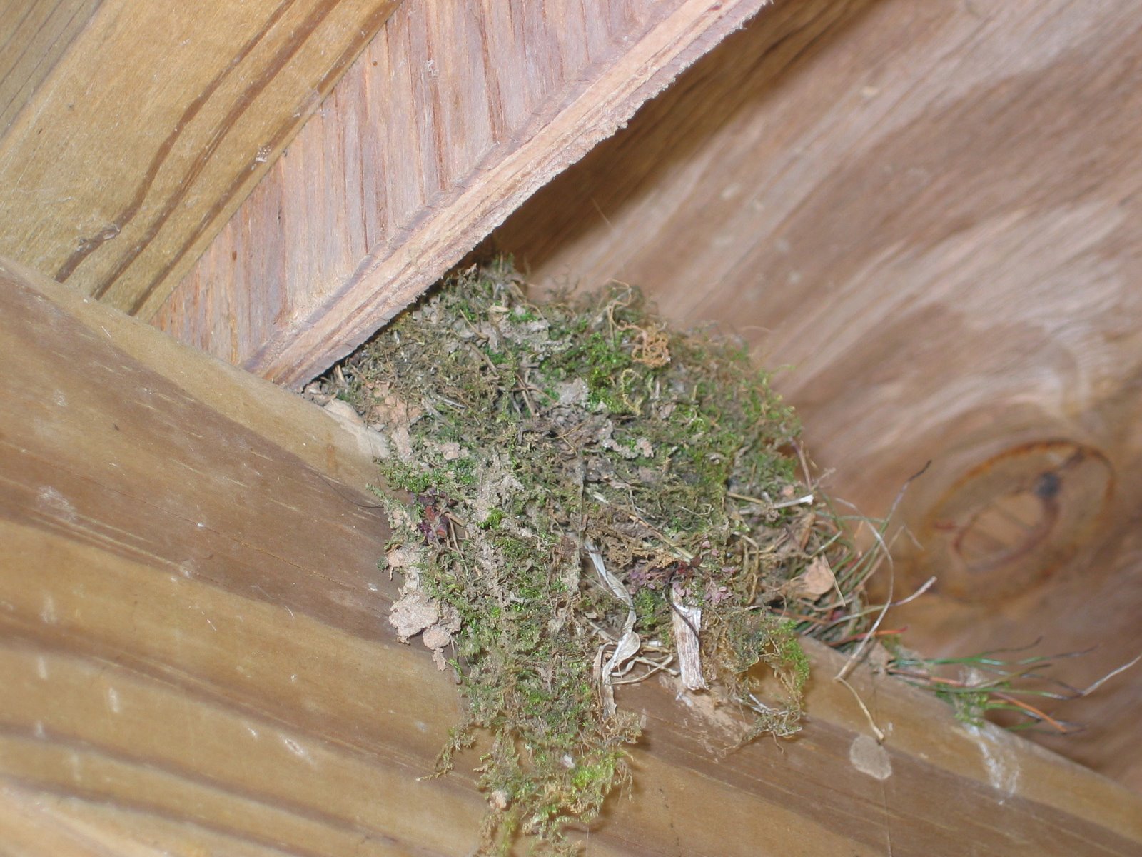 Thrasher nest