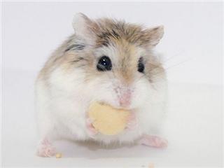 [hamster1.jpg]