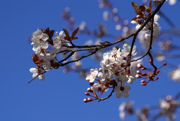 [cherry+blossom.jpg]