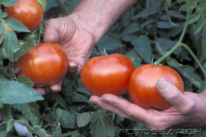 [tomates.jpg]