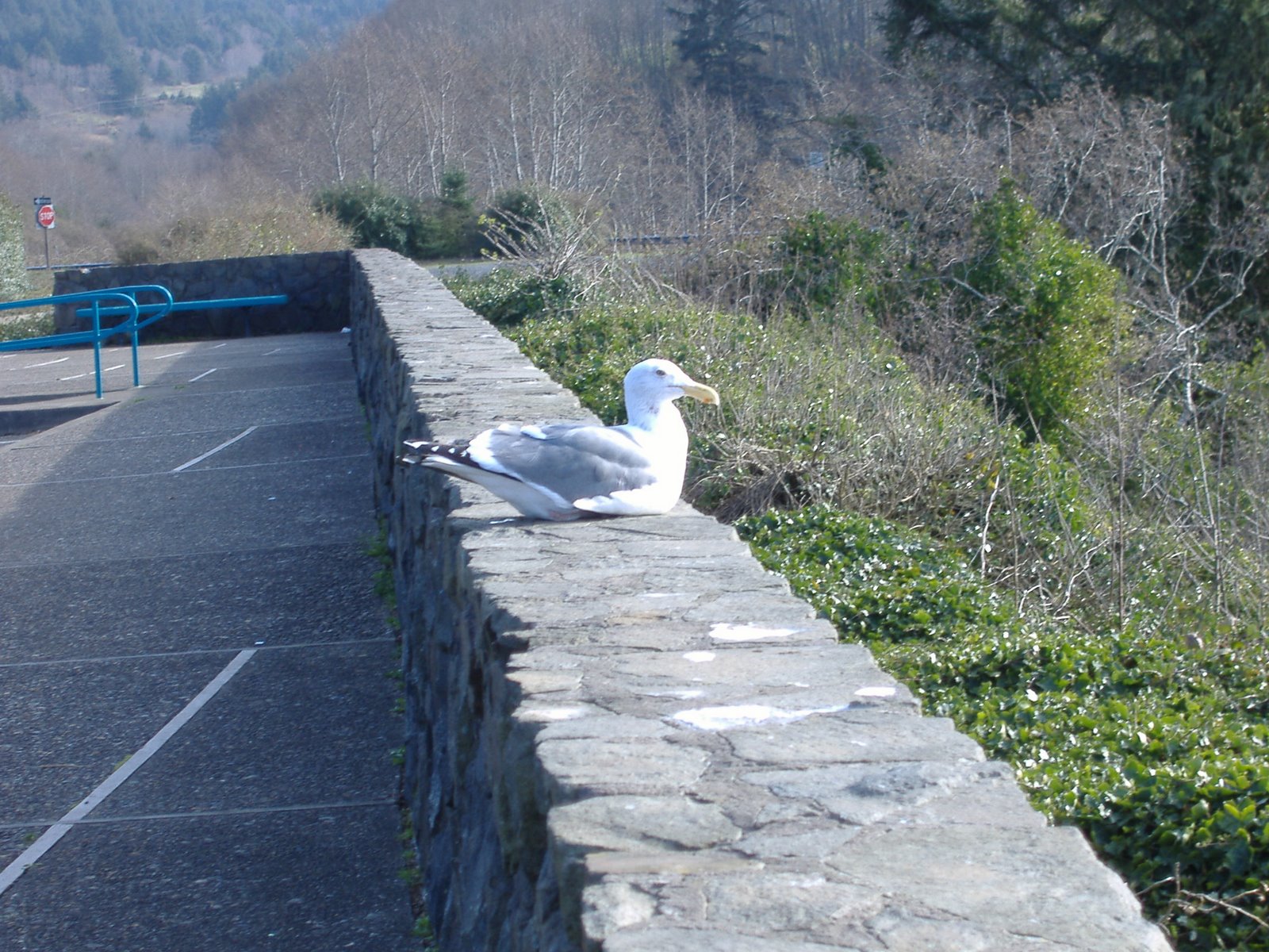 [seagull+2.jpg]