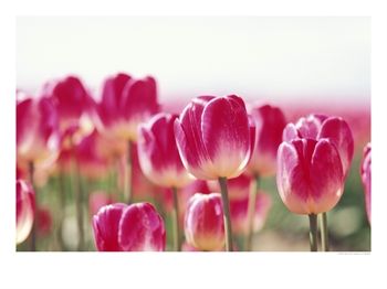 [871895~Field-of-Tulips-Posters.jpg]