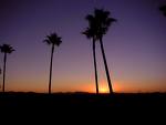 [palm+tree+sunrise.jpg]