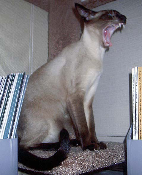 [Ko+Ko+on+cat+tree+yawning+-+July+2005.jpg]